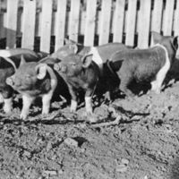 Reuter, Piglets 2