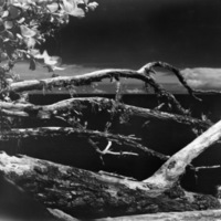 Art, Branches 1