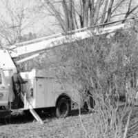 1988 Employee, Tree Trimming 09