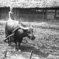 Leyte, Carabao Waiting