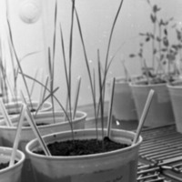1979 Agriculture, Range Study 03