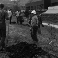1981 Campus Tree Plantings 10