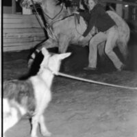 1991 Rodeo, Roping Practice 08