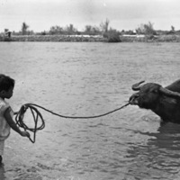 Binmaley Local &amp; Carabao 2