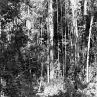 Dobodura Jungle Vines 1