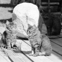 1985 Kittens 06