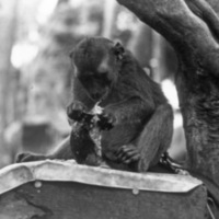 A monkey, named Jocko, sitting near a tree.