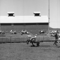 1970 Rodeo, Bronco Riding