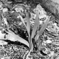 1985 Daffodils 02