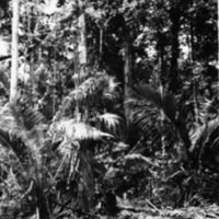 Dobodura Jungle 1
