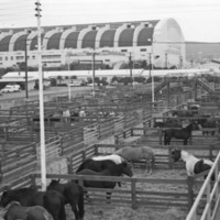 California, Stock Show 2