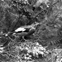 1977 Birds, Migratory 10