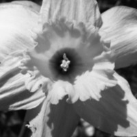 1985 Daffodils 07