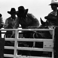 1981 Rodeo, Cowboys in Chute 21