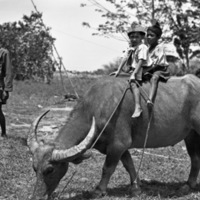 Binmaley Local &amp; Carabao 4