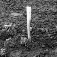 1980 Agriculture Study 10