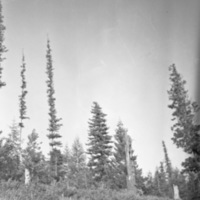 Oregon, Trees 5