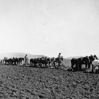 Alicel, Farming 3