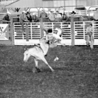 1978 Rodeo, Bronco Riding 09