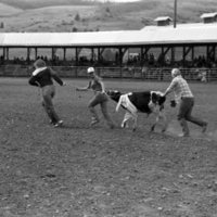 1981 Rodeo, Calf Dressing 08