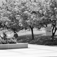 1974 Campus, Save a Tree 07