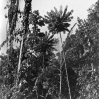 Dobodura Jungle 3