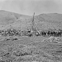 Cove, Haying Operation