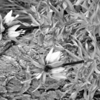 1986 Flowers 04