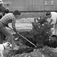 1985 Soroptimist Tree Plantings 09