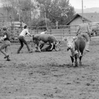 1983 Springfest, Rodeo, Cow Milking 04