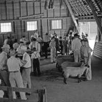 Union, 4H Stock Judging 2