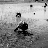 Leyte, Farmers in Rice Paddy