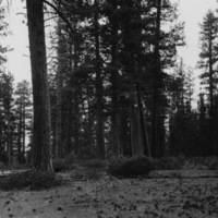 Oregon, Trees 3