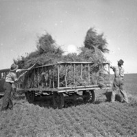 Union, Car Harvest Experiment 1