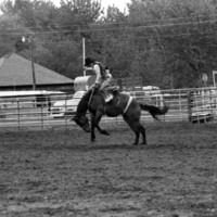 1986 Springfest, Rodeo Bronco Riding 02