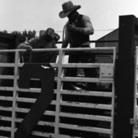 1981 Rodeo, Cowboys in Chute 12