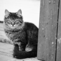 1985 Kittens 03