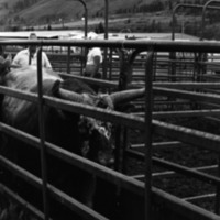 1981 Rodeo, Cowboys in Chute 01