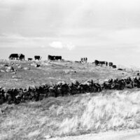 1978 Livestock, Cattle &amp; Pigs 02