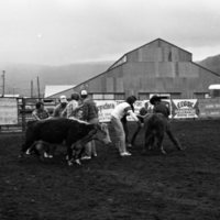1982 EOSC Rodeo, Cow Milking 06