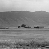 Island City, Wheat Field