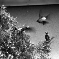 1977 Birds, Migratory 05