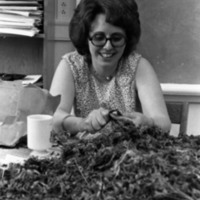 1977 Native American Root Feast, Preparation 10