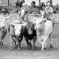 1978 Rodeo, Steer Driving
