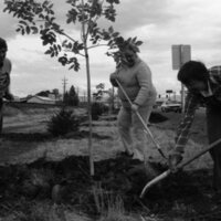 1985 Soroptimist Tree Plantings 03