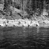 Wallowa Lake, Elk 2