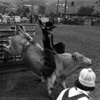 1981 Rodeo, Bull Riding 06