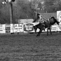 1986 Springfest, Rodeo Bronco Riding 04