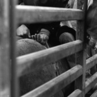 1981 Rodeo, Cowboys in Chute 04