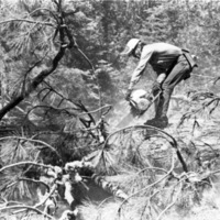 California, Sierras Logger 1